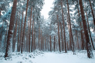 Fototapeta premium Winter pine woods
