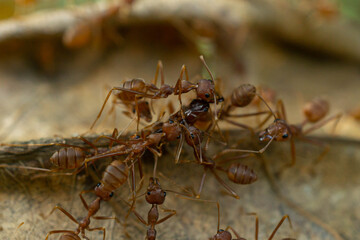 Worker ants and light bokeh background, (Oecophylla smaragdina F.)	
