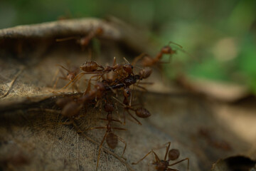 Worker ants and light bokeh background, (Oecophylla smaragdina F.)	
