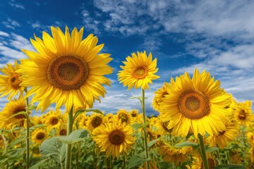Fototapeta premium Yellow flowers beneath a clear sky
