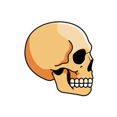 Detailed skull illustration in profile view on white background  