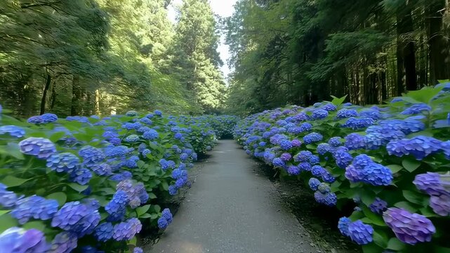 Path lined with vibrant blue hydrangeas in a lush forest