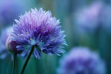 Zoomed in image of a solitary blue chive blossom against a blurred backdrop