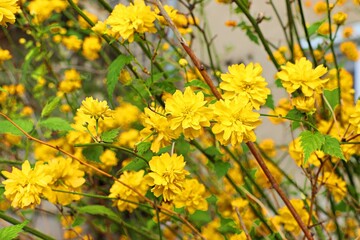 Kerria japonica shrub covered with bright yellow flowers