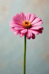 Obraz premium Single zinnia against a muted pastel background Ample copy space , element, background, closeup