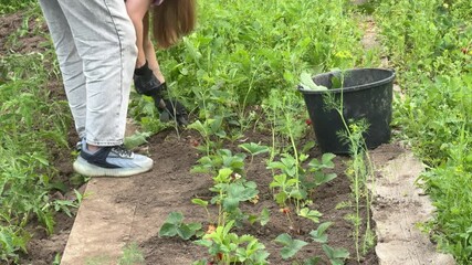 Woman pulling out weeds from garden. Daily chores of removing unwanted plants of summer garden. Timelapse