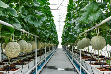 Fresh melons or green melons or cantaloupe melons plants growing in greenhouse.