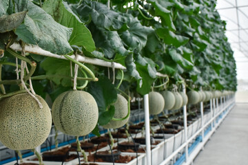 Fresh melons or green melons or cantaloupe melons plants growing in greenhouse.