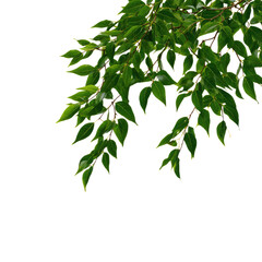 Vibrant Green Leaves Cascading Down a Branch Against a Black Background A Lush and Tranquil Image of Nature