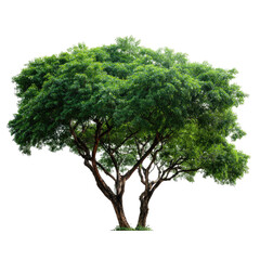 Majestic Green Canopy: A Lush, Full-Leafed Tree Isolated Against a Black Background