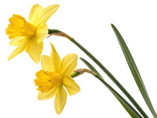 Obraz premium Bright daffodil flowers bloom gracefully, showcasing their vibrant yellow petals and delicate green leaves, symbolizing spring beauty and renewal