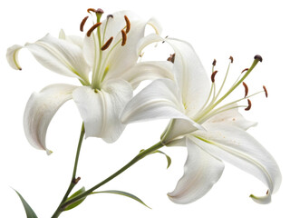Elegant white lily flowers bloom gracefully, showcasing their delicate petals and vibrant stamens, symbolizing purity and beauty