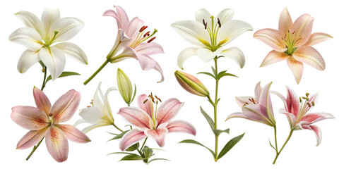 Fototapeta premium Lily flower arrangements showcase vibrant colors and delicate petals, creating stunning visual display of nature beauty