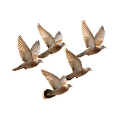 Five Doves in Flight Majestic Avian Ballet Against Dark Background