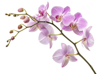 Fototapeta premium Beautiful orchid flower blooms in soft pink hues showcasing delicate petals and graceful buds, perfect for adding elegance to any setting