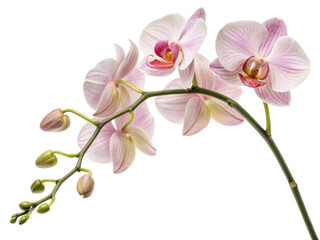 Obraz premium Beautiful orchid flower blooms gracefully, showcasing delicate petals and vibrant colors that evoke sense of tranquility and elegance