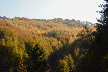 Obraz premium 한국 강원도 인제군에 있는 자작나무 명품숲의 풍경.