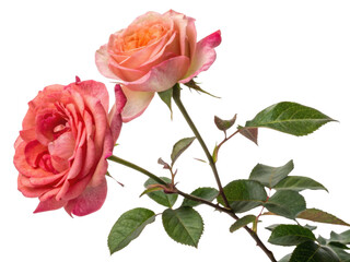 Fototapeta premium Beautiful rose flowers bloom gracefully, showcasing vibrant colors and delicate petals that evoke feelings of love and joy