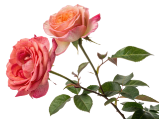 Beautiful rose flowers bloom gracefully, showcasing vibrant colors and delicate petals that evoke feelings of love and joy