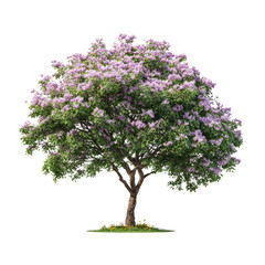 Majestic Lilac Tree in Full Bloom: A Springtime Spectacle of Nature's Beauty