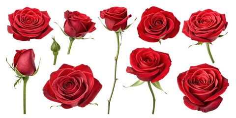 Beautiful red roses symbolize love and passion, showcasing elegance of each flower in various stages of bloom