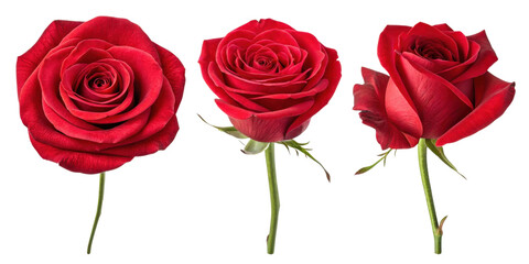 Fototapeta premium Beautiful red roses symbolize love and passion, making them perfect flower for any romantic occasion