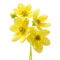 Obraz premium Vibrant Yellow Dahlias Close-up Photography: A Stunning Bouquet of Four Blooming Flowers