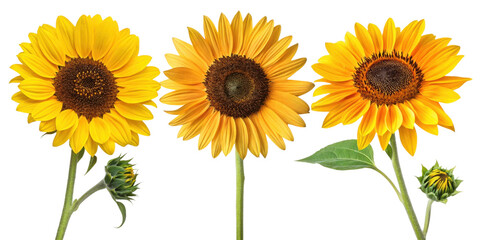 Bright sunflowers stand tall showcasing their vibrant yellow petals and rich brown centers, symbolizing warmth and joy in nature