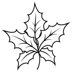 Holly Leaf Outline Botanical Illustration