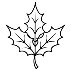 Holly Leaf Outline Botanical Illustration