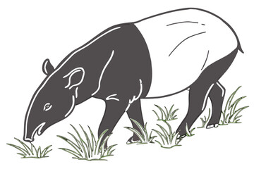 Fototapeta premium A tapir eats grass in a natural outdoor setting