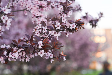 Flowering cherry branch. creating perfect natural banner with symbolic seasonal blossoms in soft focus. Sargent's cherry - beautiful spring background