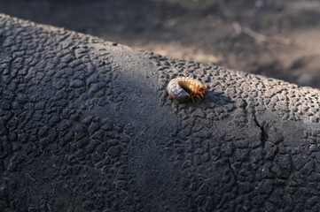 the larva of the May beetle. Melolontha