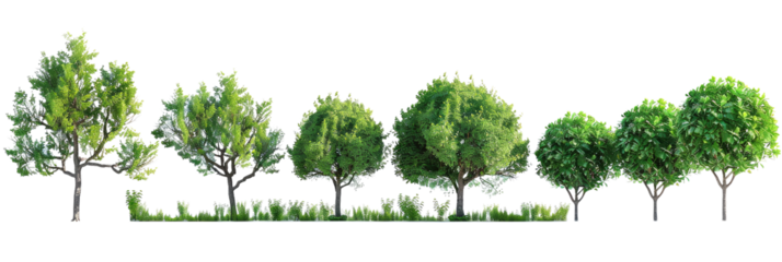 PNG. A photorealistic, high-resolution top-down view of trees with their shadows on a white background. The scene is set in the middle and has five distinct trees, each at a different angle.