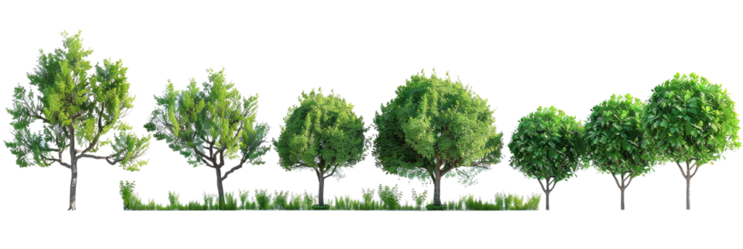 PNG. A photorealistic, high-resolution top-down view of trees with their shadows on a white background. The scene is set in the middle and has five distinct trees, each at a different angle.