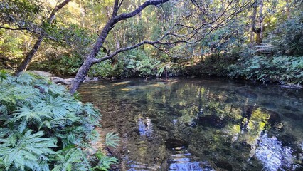 Bellbird Campground in Washpool National Park, New South Wales, Australia