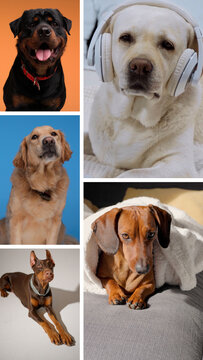 Vertical Multi Screen Pet Slideshow