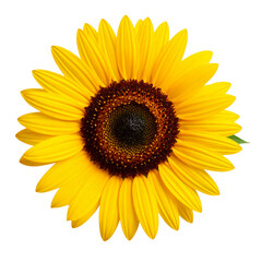 Obraz premium Top View of Bright Sunflower with Slightly Curved Stem and Leaf, isolated on a transparent background PNG