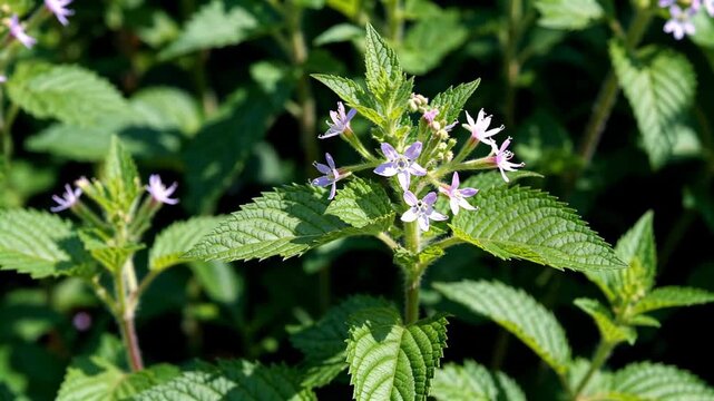 there is a close up of a plant with purple flowers