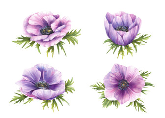 Anemone watercolor purple flowers with green leaves set. Watercolor Pink mauve blooming buds isolated from white background. Realistic hand paintedfloral illustration for greeting card, sticker print.
