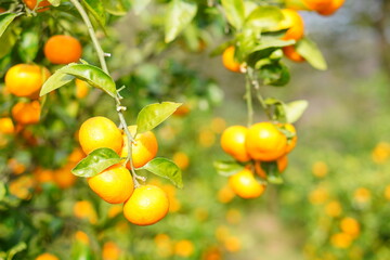 緑豊かな葉に囲まれた黄色く熟した小さなみかんの実がたくさんなっている柑橘類の木、新鮮で美味しそうな果実が枝にぶら下がる自然の恵みを表現した農業と収穫の美しい風景写真、健康的で栄養豊富な食材の魅力