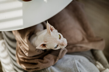 Sphynx cat wrapped in blanket on lap, looking up, cozy home moment, warm and relaxed vibe