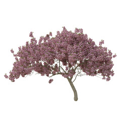 Obraz premium Pink cherry blossoms tree full bloom isolated in white or transparent background high quality 4k 8k. sakura tree