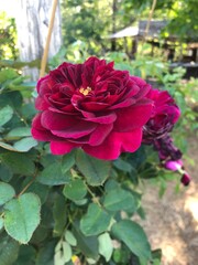 Fuchsia Roses in Bloom on Hornby Island, British Columbia
