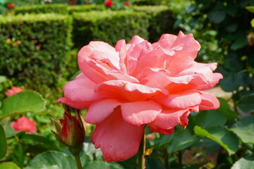 美しい庭園に咲く鮮やかなピンク色のバラの花、緑豊かな葉っぱと背景のガーデンが映える自然の美しさを表現した、春から夏にかけての季節感あふれるフラワーガーデンの風景写真