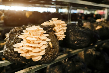 Rows of black bags filled with substrate show beige mushrooms thriving in a dimly lit agricultural...