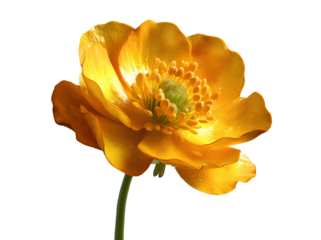 Beautiful Buttercup flower isolated on transparent background.png