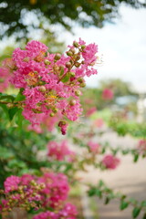 鮮やかなピンク色のサルスベリの花が、夏の青空の下で生き生きと咲き誇る様子。柔らかな光に包まれた花びらが優雅に揺れ、見る人の心を和ませます。夏の庭園や公園を彩る美しい花々は、季節の移ろいを感じさせ、爽やかな風景を創り出しています。