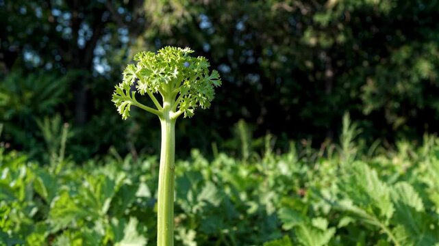 there is a stalk of celery growing in a field
