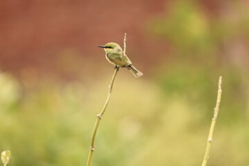 Green Bee eater